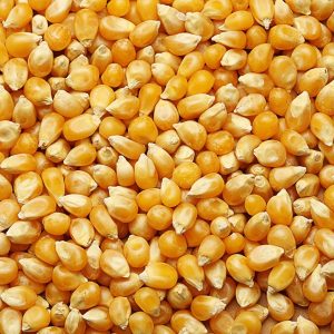 buy non-GMO yellow maize in bulk