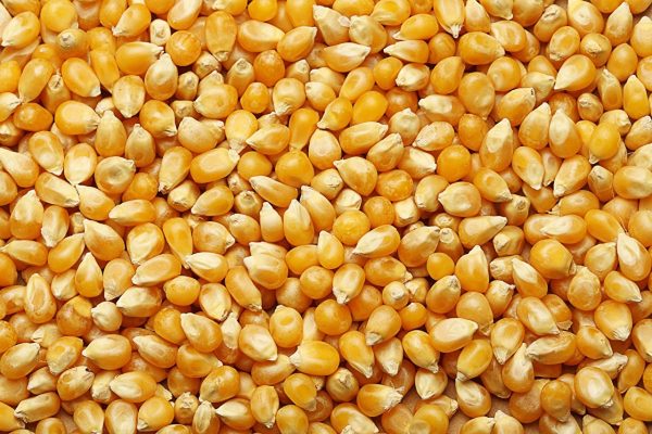 buy non-GMO yellow maize in bulk