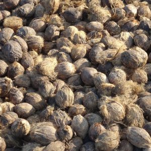 wholesale betel nuts