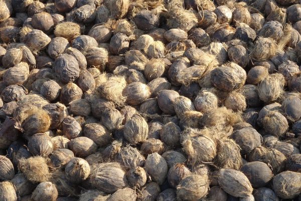 wholesale betel nuts