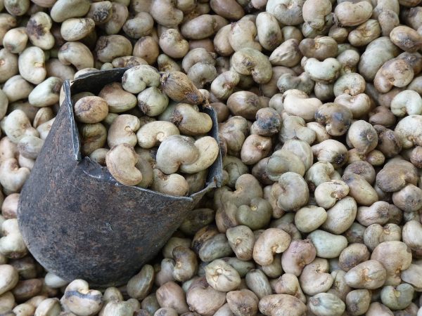 bulk supply cashew nuts