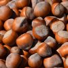 hazel nuts bulk supply