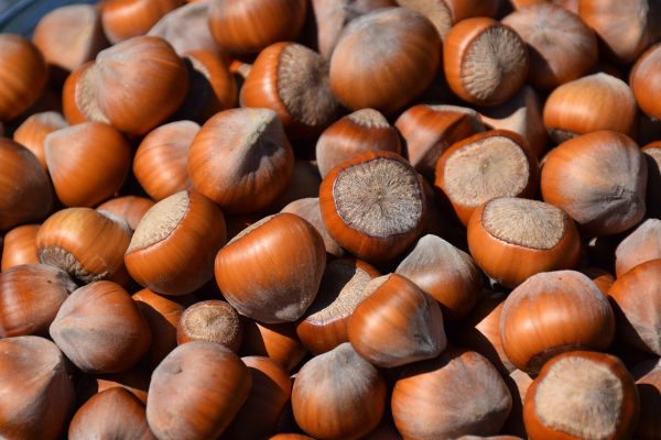 hazel nuts bulk supply