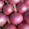 Fresh onion bulk supply