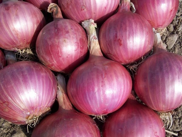 Fresh onion bulk supply