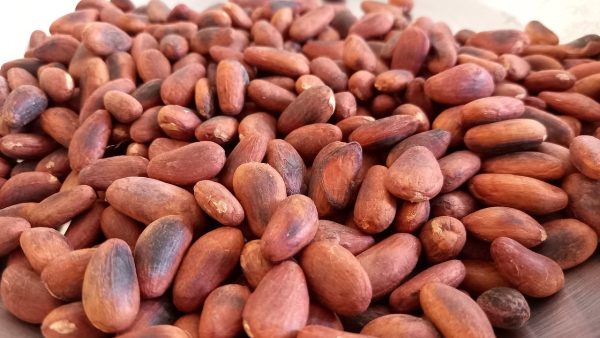 bulk supply for cocoa bean