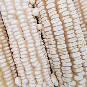 white maize bulk supply