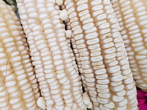 white maize bulk supply