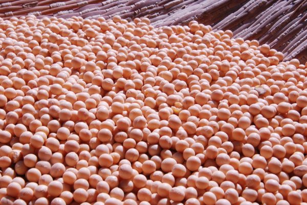 bulk soybeans supplier