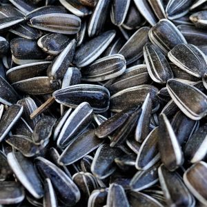 sunflower seeds bulk supply