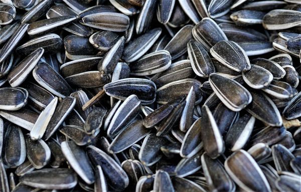 sunflower seeds bulk supply